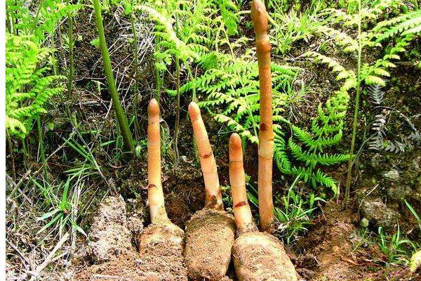 天麻長什么樣子圖片