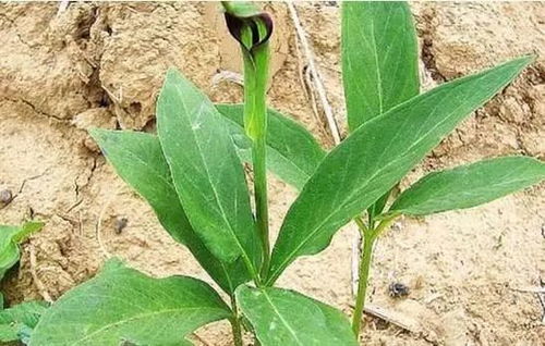 一年就可以賣錢的藥材,種植周期短風險小回報高平均畝收入1萬元,你知道有哪幾種