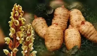 漲知識了 原來貴州藏著這么多全國有名的 特色鄉(xiāng)