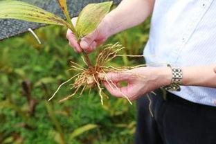 本草貴州 深山訪藥企研討產業發展 確保中藥材成脫貧攻堅亮點