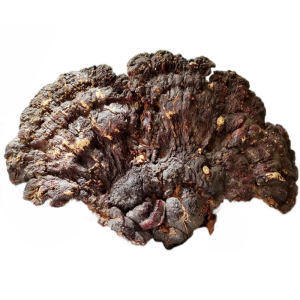 探秘天麻野生特級 功效、市場與選購指南